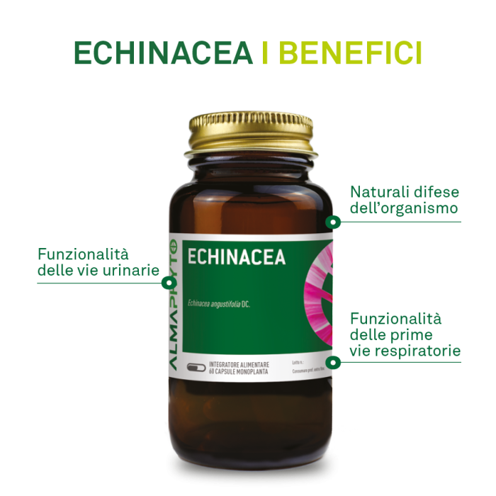 ECHINACEA