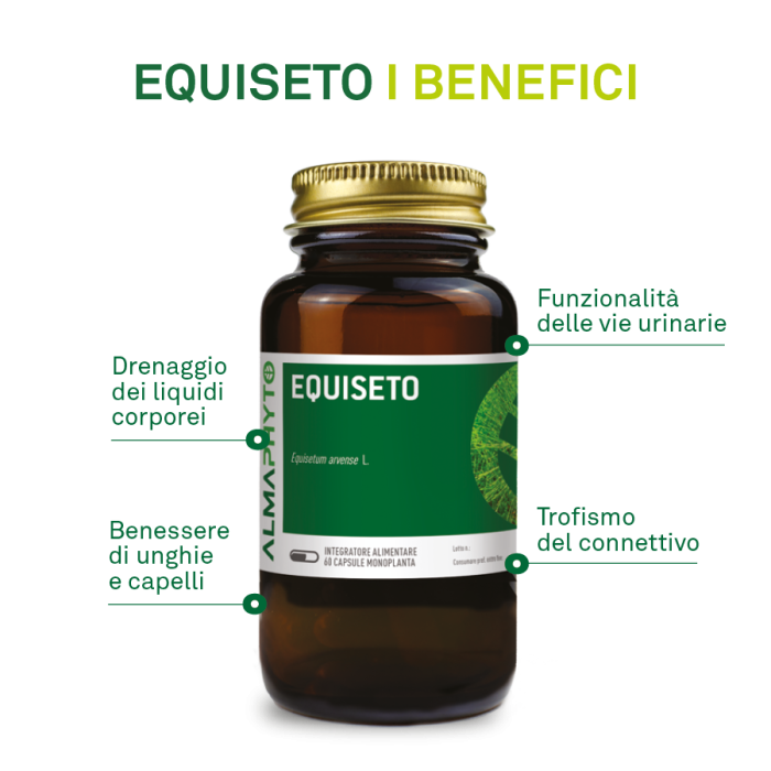 EQUISETO