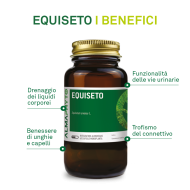 EQUISETO