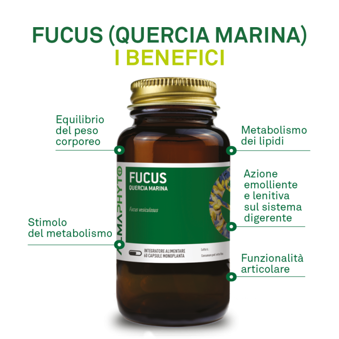 FUCUS