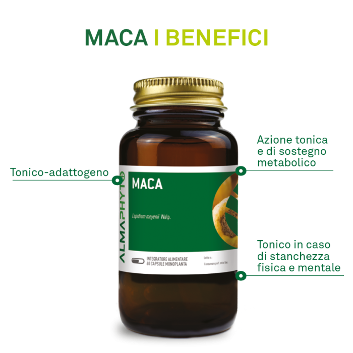 MACA