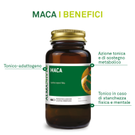 MACA