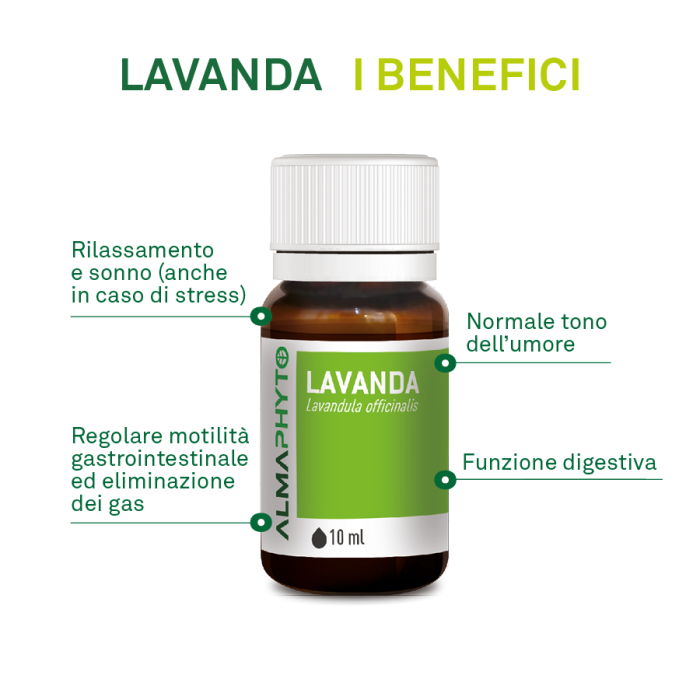 LAVANDA