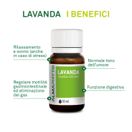LAVANDA