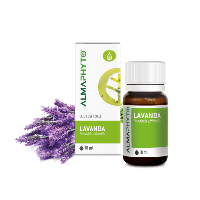 LAVANDA