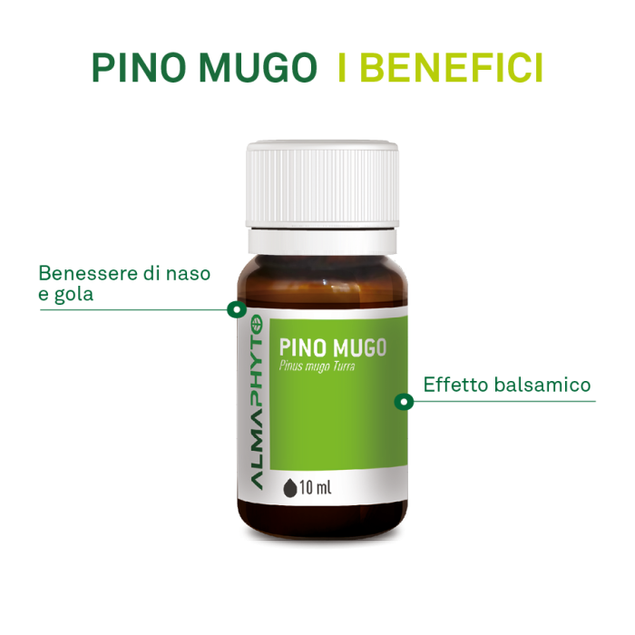 PINO MUGO