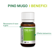 PINO MUGO