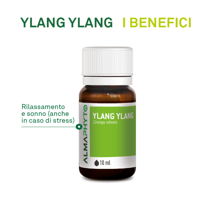 YLANG YLANG