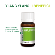 YLANG YLANG